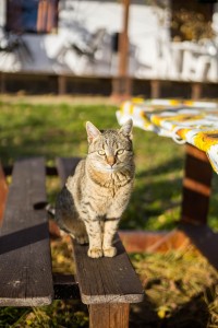 IMG_7161